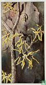 Hamamelis - Bild 1
