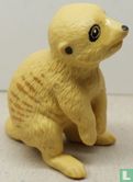 Erdmännchen