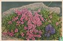 Silene acaulis