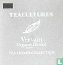 Vervain - Image 3