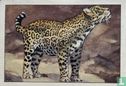 Jaguar - Image 1
