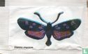 Zygaena angelicae - Image 1