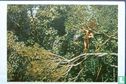 Tarzan - Afbeelding 1