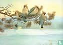 Winter Bohemian Waxwings [Pestvogels] - Afbeelding 1