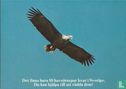 Sea eagle - Image 1