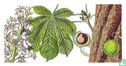 Horse Chestnut