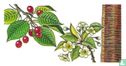 Gean, Wild Cherry - Afbeelding 1