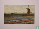 Tulpenvelden - Image 1