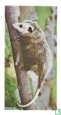 Opossum - Afbeelding 1