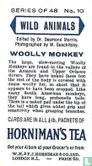 Woolly Monkey - Image 2