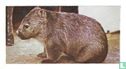 Wombat - Afbeelding 1