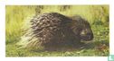 Crested Porcupine - Image 1