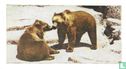 Kodiak Bear - Image 1