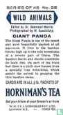Giant Panda - Image 2
