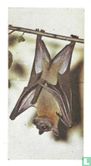 African Fruit Bat - Image 1
