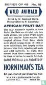 African Fruit Bat - Image 2
