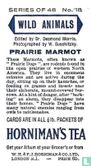 Prairie Marmot - Image 2
