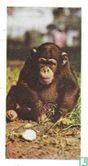 Chimpanzee - Image 1