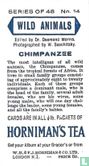 Chimpanzee - Image 2