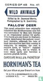 Fallow Deer - Image 2