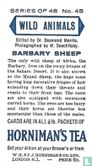 Barbary Sheep - Image 2