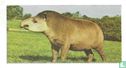 Tapir - Image 1