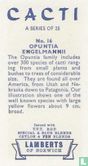 Opuntia Engelmannii - Afbeelding 2