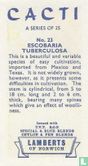 Escobaria Tuberculosa - Afbeelding 2