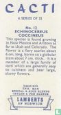Echinocereus Coccineus - Afbeelding 2
