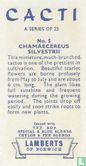 Chamaecereus Silvestrii - Afbeelding 2