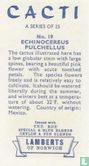 Echinocereus Pulchellus - Afbeelding 2