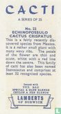 Echinofossulo Cactus Crispatus - Afbeelding 2