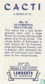 Echinopsis Multiplex - Afbeelding 2