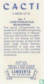 Coryphantha Bumamma - Afbeelding 2