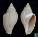 Capensisvoluta lutosa - Bild 2