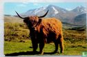 Vache highland cattle. - Bild 1