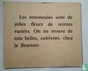 Les renocules. - Afbeelding 2