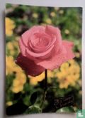 Une rose rose.