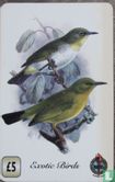 Exotic birds
