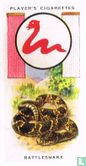 Rattlesnake
