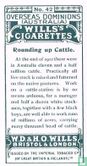 Rounding up Cattle