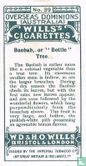 Baobab, or "Bottle" Tree - Image 2