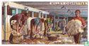 Shearing Sheep
