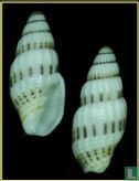 Vexillum exasperatum - Image 2