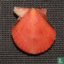 Cryptopecten nux - Afbeelding 1