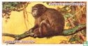 Japanese Monkey - Image 1
