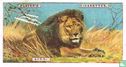 Lion - Image 1