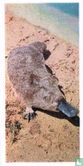 Platypus