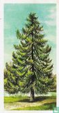 Larch - Image 1