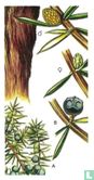 Juniper